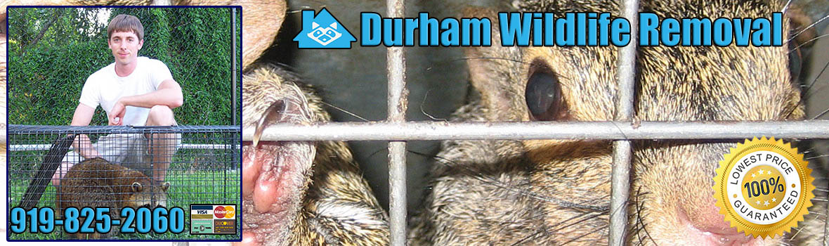 Durham Wildlife and Animal Removal
